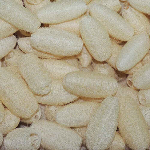 小型絲瓜絡～天然菜瓜布-1條 (3.5吋)
