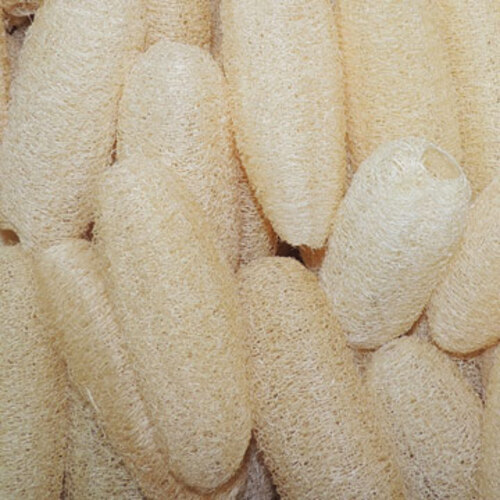 小型絲瓜絡～天然菜瓜布-1條 (4.5吋)  |3F 農特產品專櫃